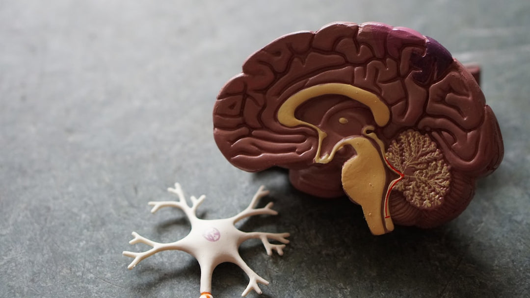 Illustration of neural pathways representing neuroplasticity and brain optimization for focus and mental clarity